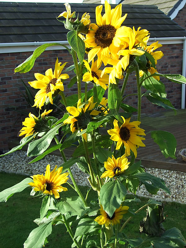 Creative Container Gardens you can be Proud Of!